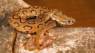 Antivenoms of Russell’s viper