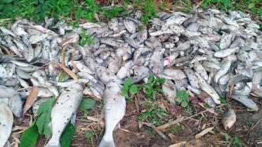 fish-poison