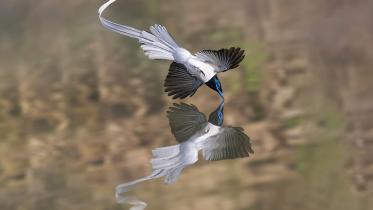 nature_quest-_photo-_indian_paradise-_sonjoy_kumar_01.08.24.jpg