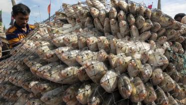 ilish_9.jpg