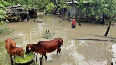 There’s a long-standing debate about agricultural, fisheries, and livestock rehabilitation. PHOTO: MONIR UDDIN ANIK