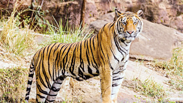 tiger.jpg