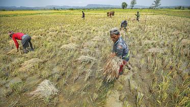 The country has attained almost self-sufficiency in rice, but food production alone can never guarantee food security. FILE PHOTO: RAJIB RAIHAN