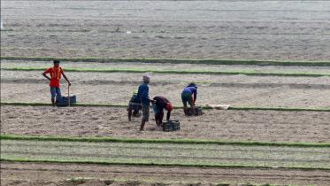 Potato planting