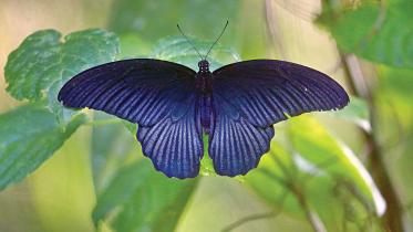 great-mormon-butterfly.jpg