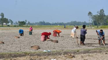 Potato planting