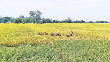 aman-harvest.jpg