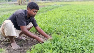coriander.jpg