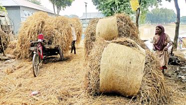 paddy-12.jpg