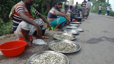 chalan_fish_17112024_f690_014.jpg
