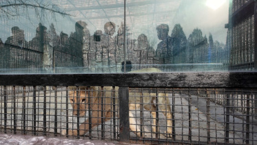 afp_20241120_36mw9wl_v1_preview_russiankoreadiplomacyanimals.jpg