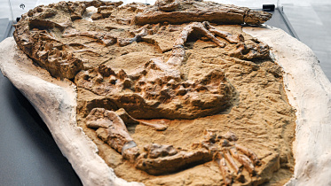 peru-palaeontology-fossil.jpg