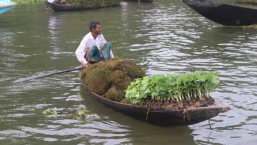 aquatic-plants-01.jpg