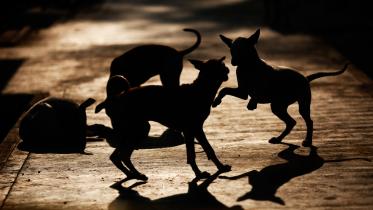 Dhaka's stray dogs