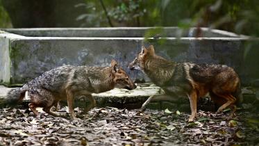 jackals_in_zoo.jpg