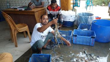prawn-production.jpg