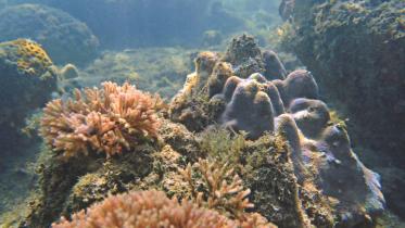 corals_1.jpg