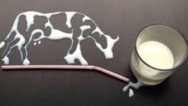 milk-dairy-farm-cow