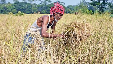 fao-forecasts-paddy.jpg