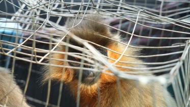 langur