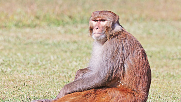 monkey.jpg