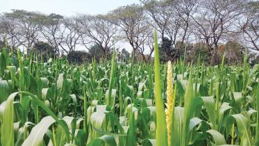 maize-1.jpg