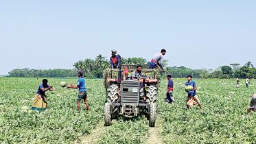 watermelon-cultivation.jpg