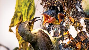 moutisi-bird.jpg