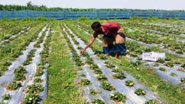 strawberry-farm