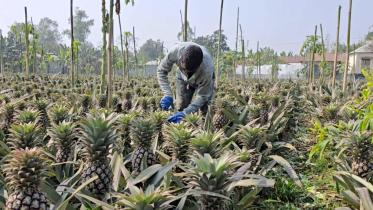 pineapples.jpg