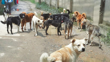 nepal_dogs.jpg