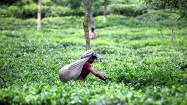 tea_garden.jpg