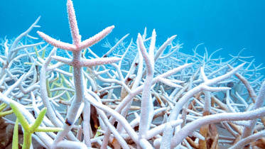 colourful-reefs.jpg