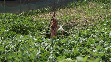 water-hyacinth-spurs.jpg