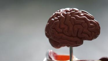 brain demo