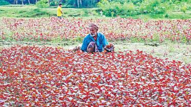 agricultural-output.jpg