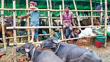 cattle-markets.jpg