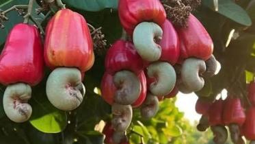 sherpur_caju_badam.jpg