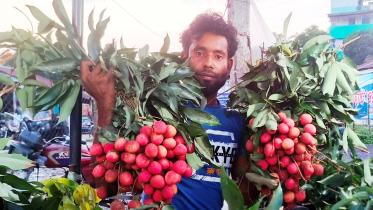 lalmonirhat_litchi_rate-01.jpg