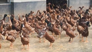 ducklings.jpg