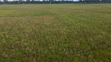 aman-paddy.jpg