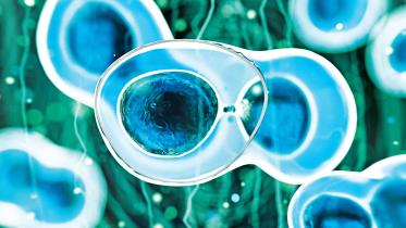 stem-cell.jpg