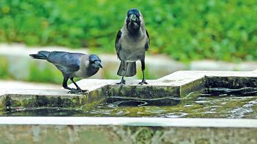 crows1.jpg