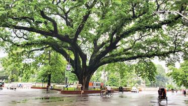 Trees can be the cheapest anti-heat, anti-anger infrastructure