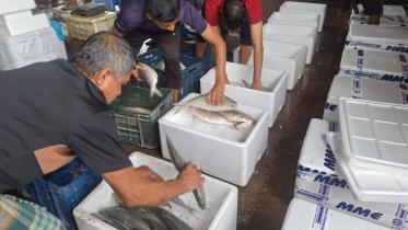 Bangladesh exports hilsa fish to India