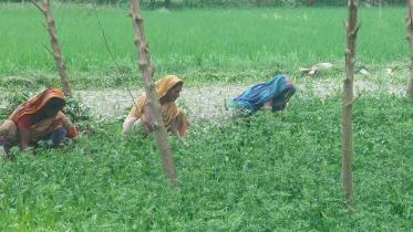 kaliganj-upazila-1.jpg