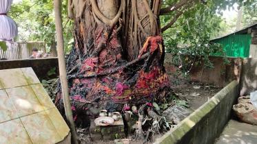 bodhi_tree.jpg