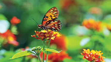 butterfly.jpg