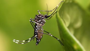 mosquito.jpg
