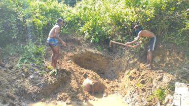 elephant_calf_buried.jpg